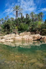 Landscape with palms