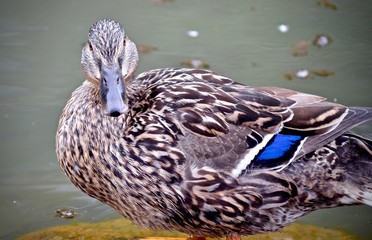 Mallard Duck