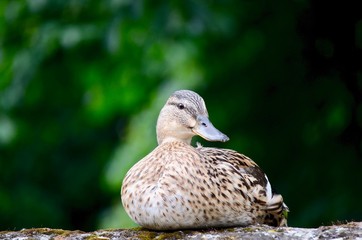 Sitting Duck