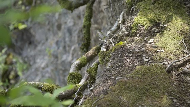 The roots of an old tree covered with moss in a forest on the edge of a cliff in summer
