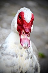 Muscovy Duck