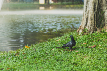 pigeon in the park