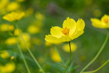 Obraz premium レモンブライト