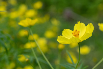 Obraz premium レモンブライト