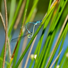 Damselflys Mating in the Reeds 