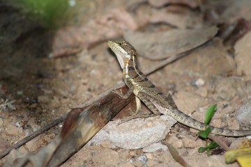 Young Basilisk Lizard
