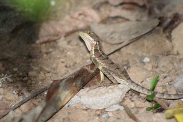 Young Basilisk Lizard