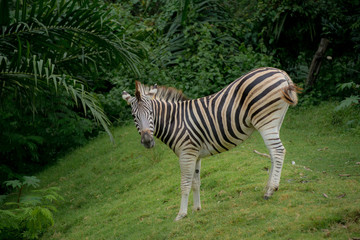Fototapeta na wymiar Plains zebra, Equus quagga, in the green forest nature habitat, 