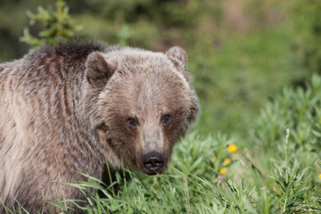 Naklejka na ściany i meble Grizzly Bear in the kananaskis Valley