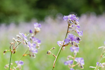 Purple wild flowers bloom during the beautiful rainy season.