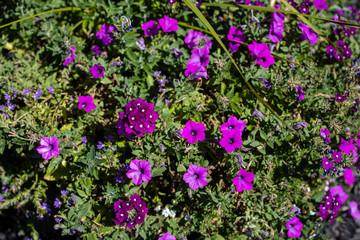 Obraz premium Purple Flowers