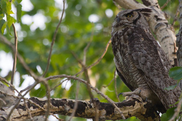 Great Horned Owl