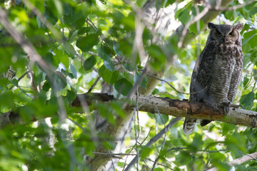 Great Horned Owl