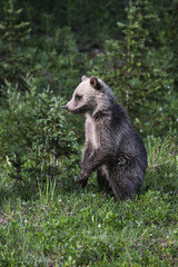 Fototapeta premium Grizzly Bear Cub