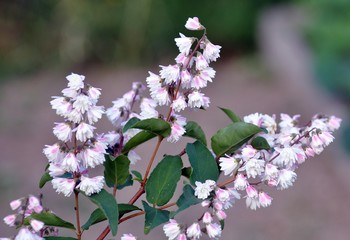 Deutzia scabra 'Plena'
