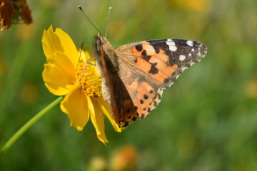 butterfly on a flower