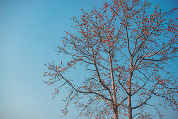 The tops of the trees that saw the branches were not many leaves. The background was sky.