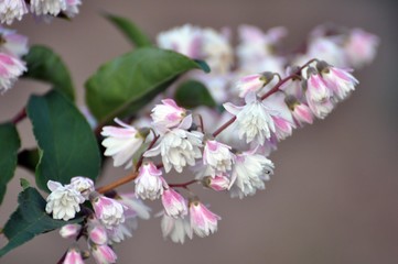 Deutzia scabra 'Plena'