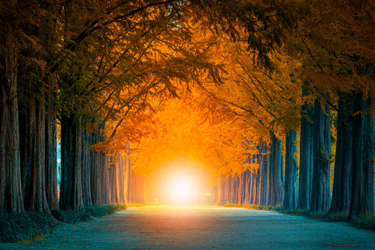 Light at the end of the tunnel of tree tunnel in autumn  and walkway in yellow tree tunnel  South Korea