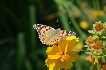 butterfly on a flower