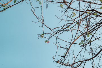 The top of the tree during the dry season without leaves.