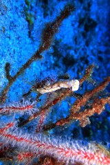 Nudibranch gastropod mollusks under deep sea