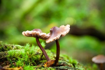 mushroom growing in forest