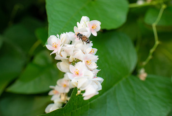 White flower with a little bee perched