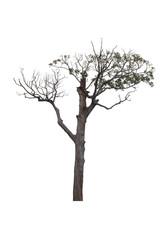 Tree isolated on white background.Clipping path.