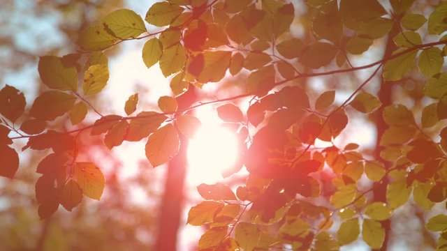 CLOSE UP, SUN FLARE, DOF: Golden autumn sun rays illuminate the idyllic deciduous forest. Detailed shot of tree leaves changing color in autumn. Warm spring sun peers through the green treetops.