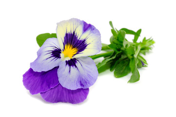 Pansy Violet Flower Isolated on White Background