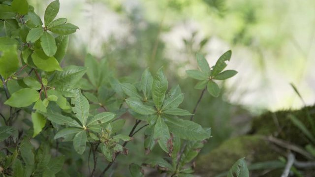 Close up of tree branches of an young tree with moss background in a forest on the edge of a cliff in summer