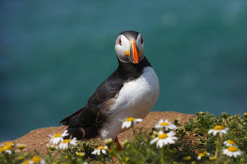 Close up of a wild atlantic puffin (Fratercula arctica) on the island of Skomer in Pembrokeshire, Wales, UK in the summer sunshine