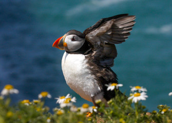 Close up of a wild atlantic puffin (Fratercula arctica) on the island of Skomer in Pembrokeshire, Wales, UK in the summer sunshine
