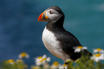 Close up of a wild atlantic puffin (Fratercula arctica) on the island of Skomer in Pembrokeshire,...