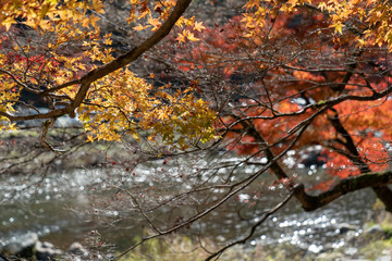 香嵐渓の紅葉