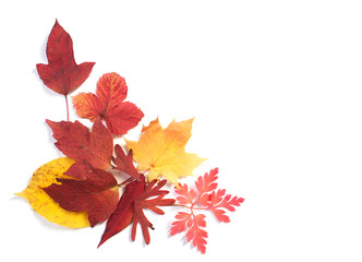 autumn leaves isolated  on white background