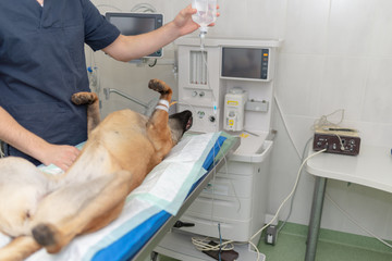 Dog under anesthesia lie on operating table in operating room. Dog surgery operation.Dog is waiting for surgery.