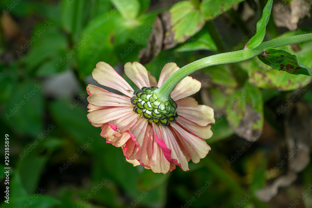 Wall mural underside of a zinnia flower head in bloom