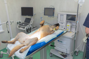 Dog under anesthesia lie on operating table in operating room. Dog surgery operation.Dog is waiting...
