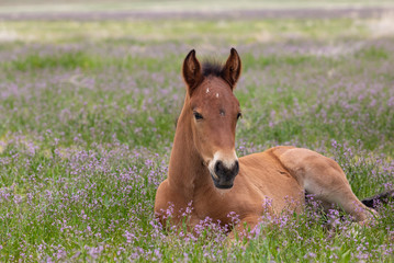 Naklejka na ściany i meble Cute Wild Horse Foal in Utah in Spring
