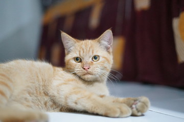 Cute orange cat pet lying down on white floor