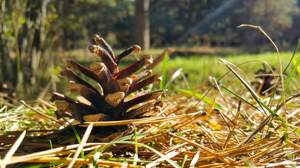 Pine cone on needles in the forest, it falls beautifully sunlight, reminiscent of the autumn theme