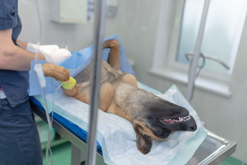 Sterilization of dog on surgical table under general anesthesia and veterinary surgeons. Veterinarian perform dog neutering surgery.Close up of veterinarian or doctor doing surgery in the clinic.