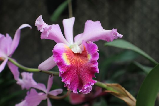 Costa Rican Orchid