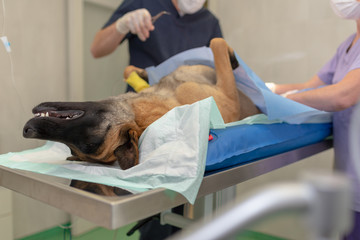 Sterilization of dog on surgical table under general anesthesia and veterinary surgeons. Veterinarian perform dog neutering surgery.Close up of veterinarian or doctor doing surgery in the clinic.