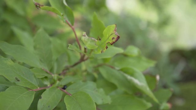 Close up shot of green foliage on a tree branch sways in the wind in a forest on the edge of a cliff in summer.