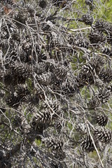 Pine branches and cones, dry and whitened by the sea wind and the bright sun. Plants on the seashore. Natural beauty and texture of nature.