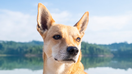 Portrait of cute jack russell terrier in the outdoors