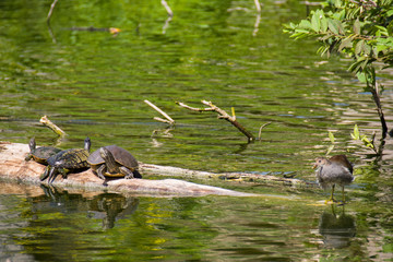 turtles lying on the log